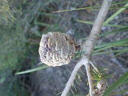 Image of Meisner's Banksia