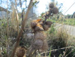 Plancia ëd Arctium minus (Hill) Bernh.