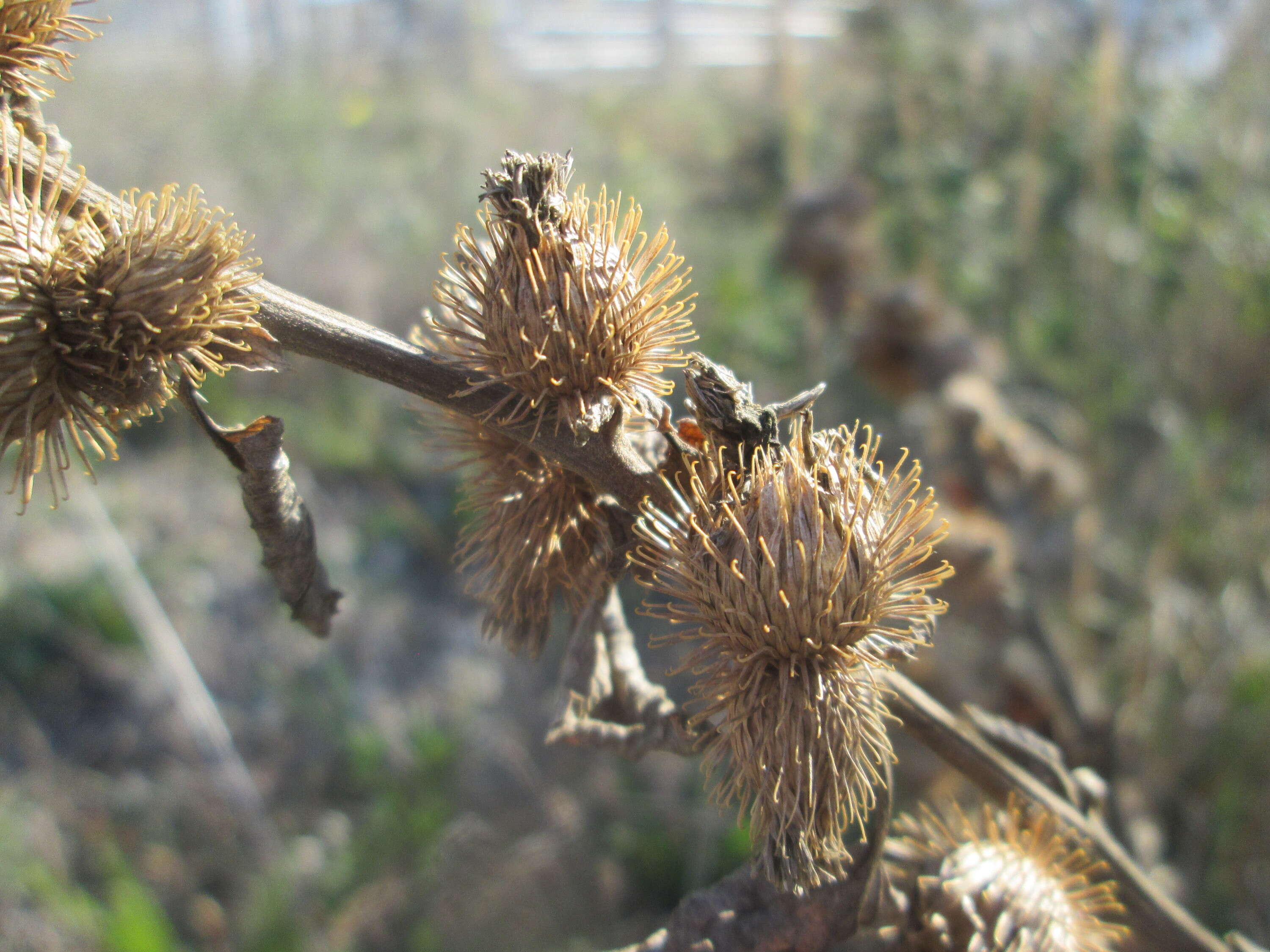 Plancia ëd Arctium minus (Hill) Bernh.