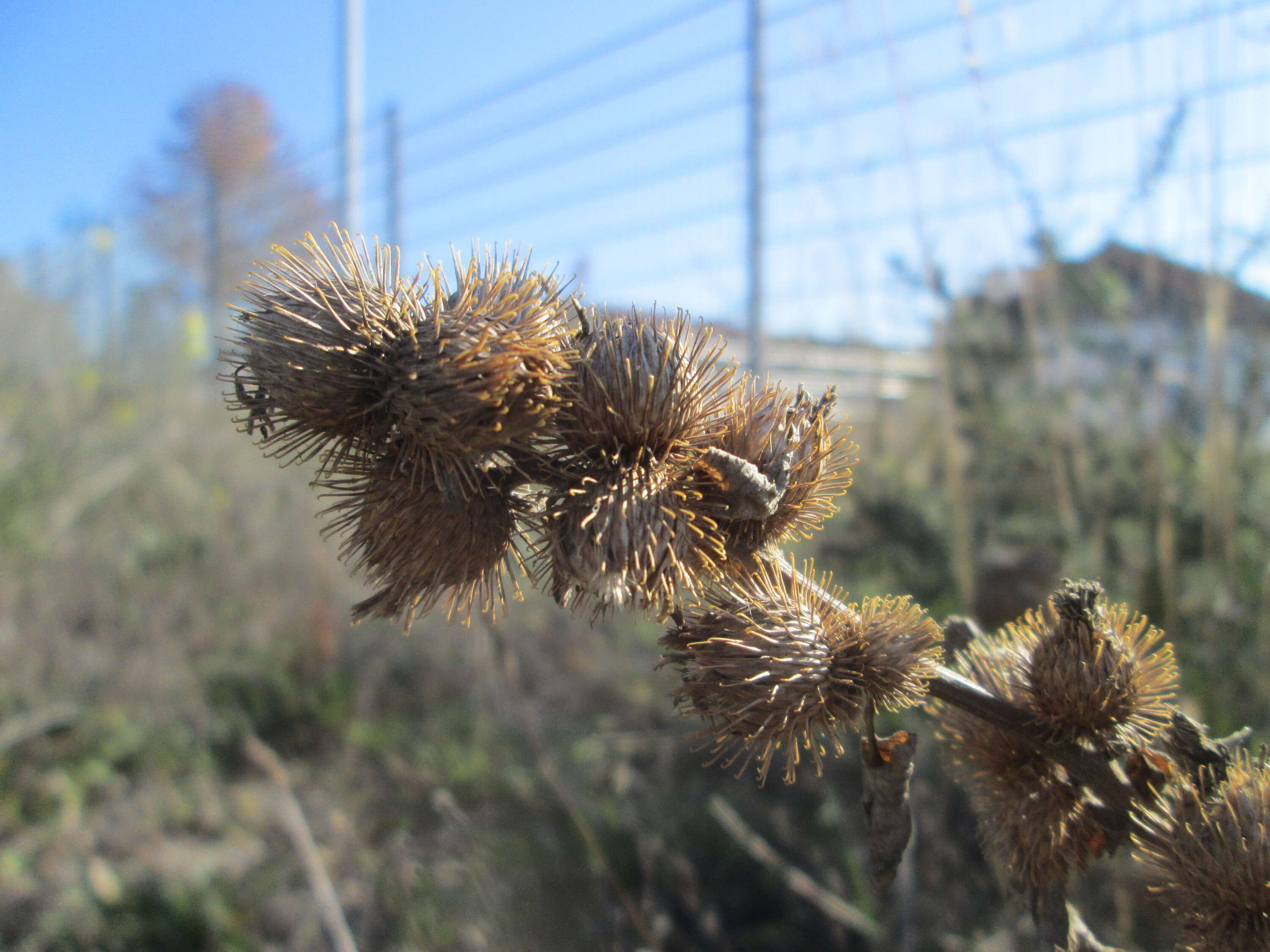 Plancia ëd Arctium minus (Hill) Bernh.