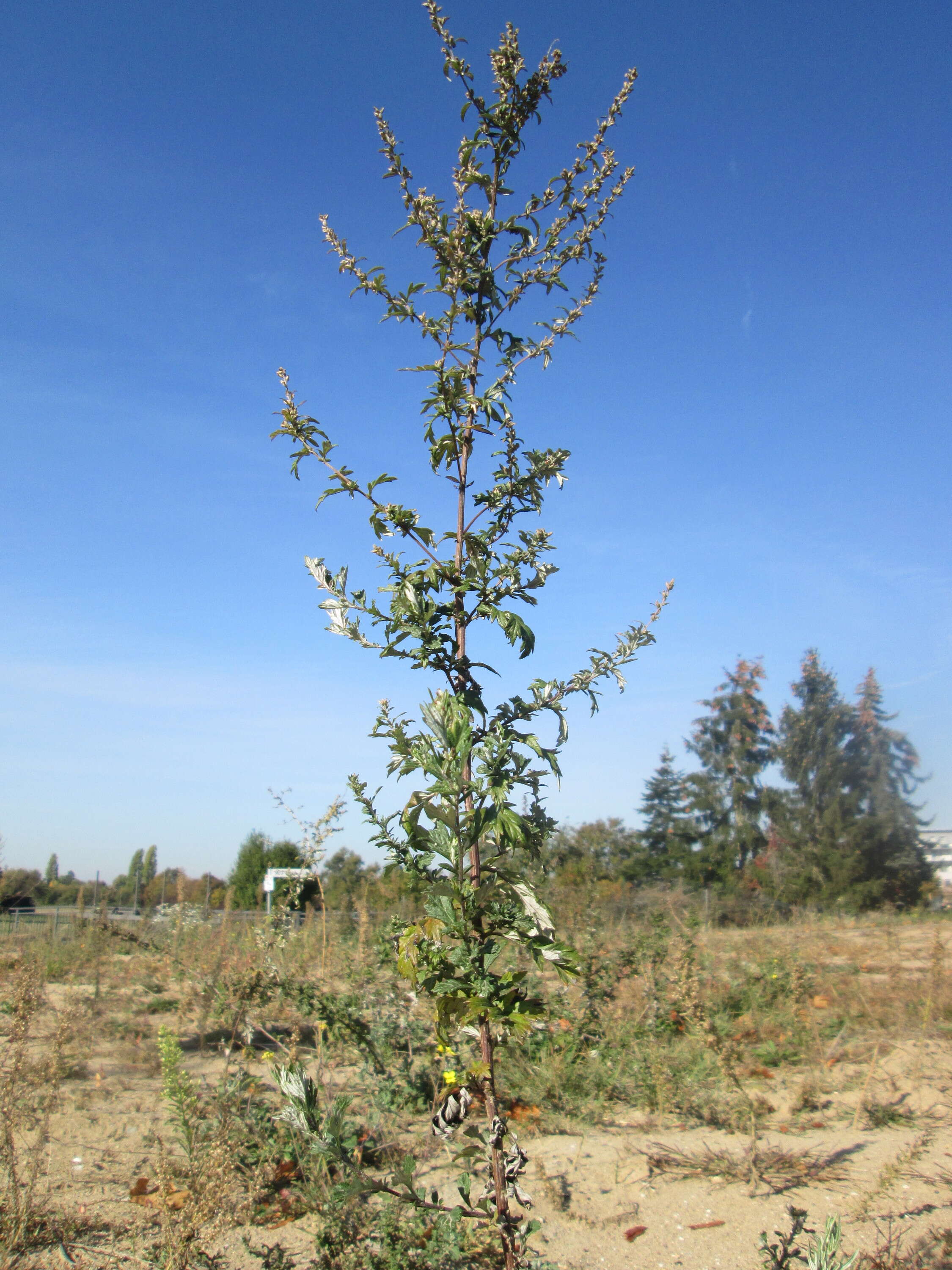 Image of common wormwood