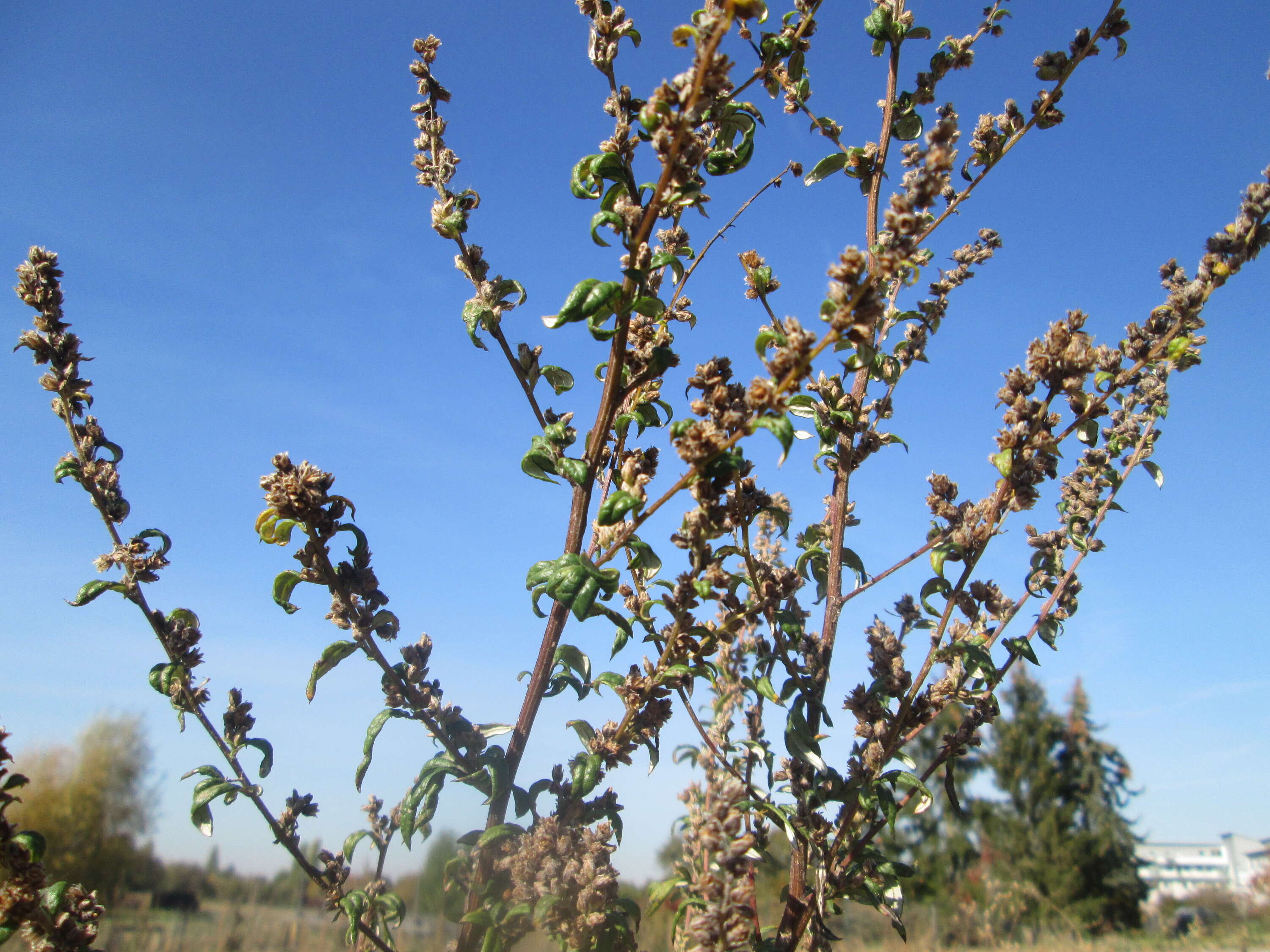 Image of common wormwood