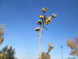 Image of european mallow