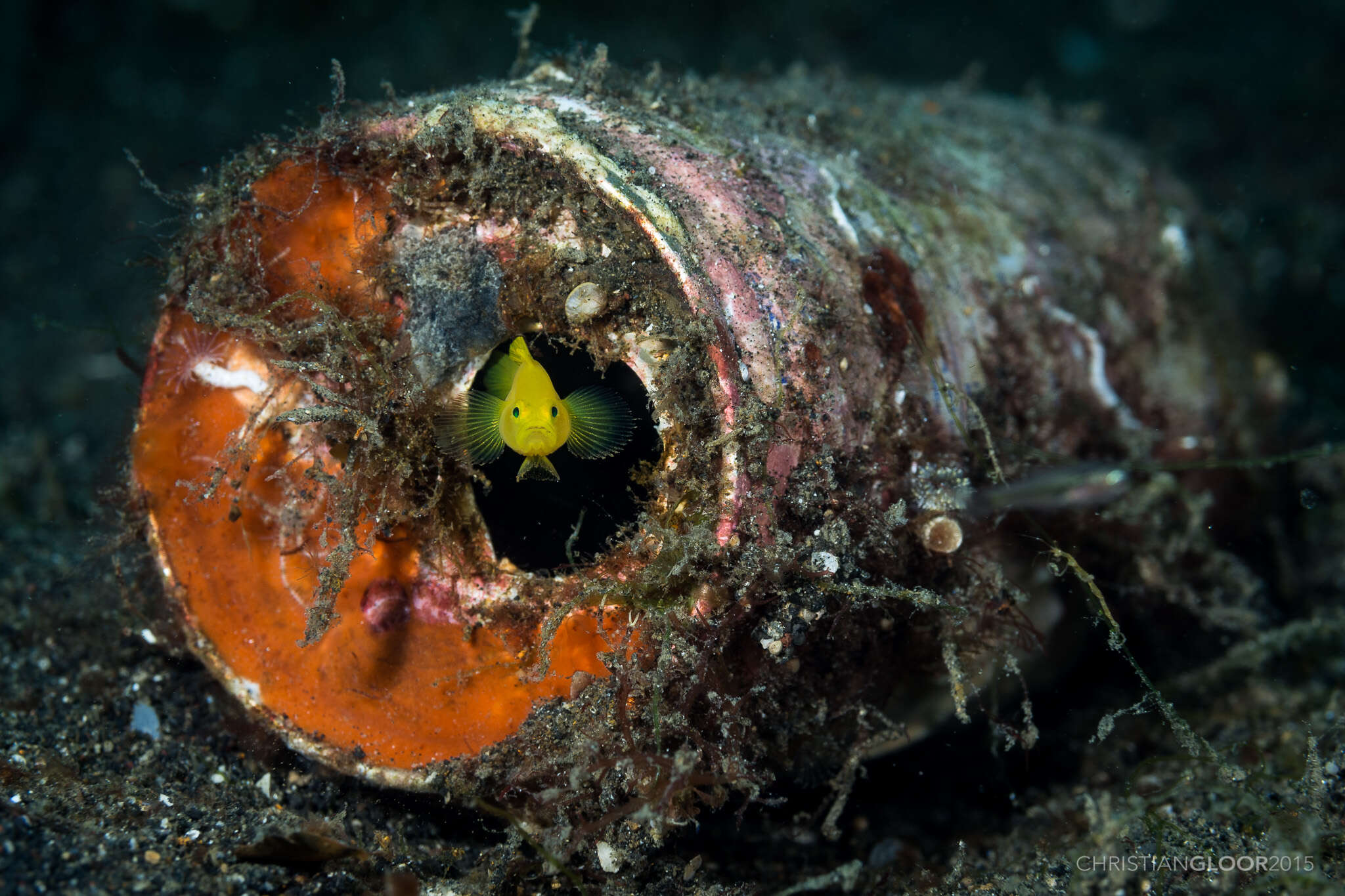 Image of Golden goby