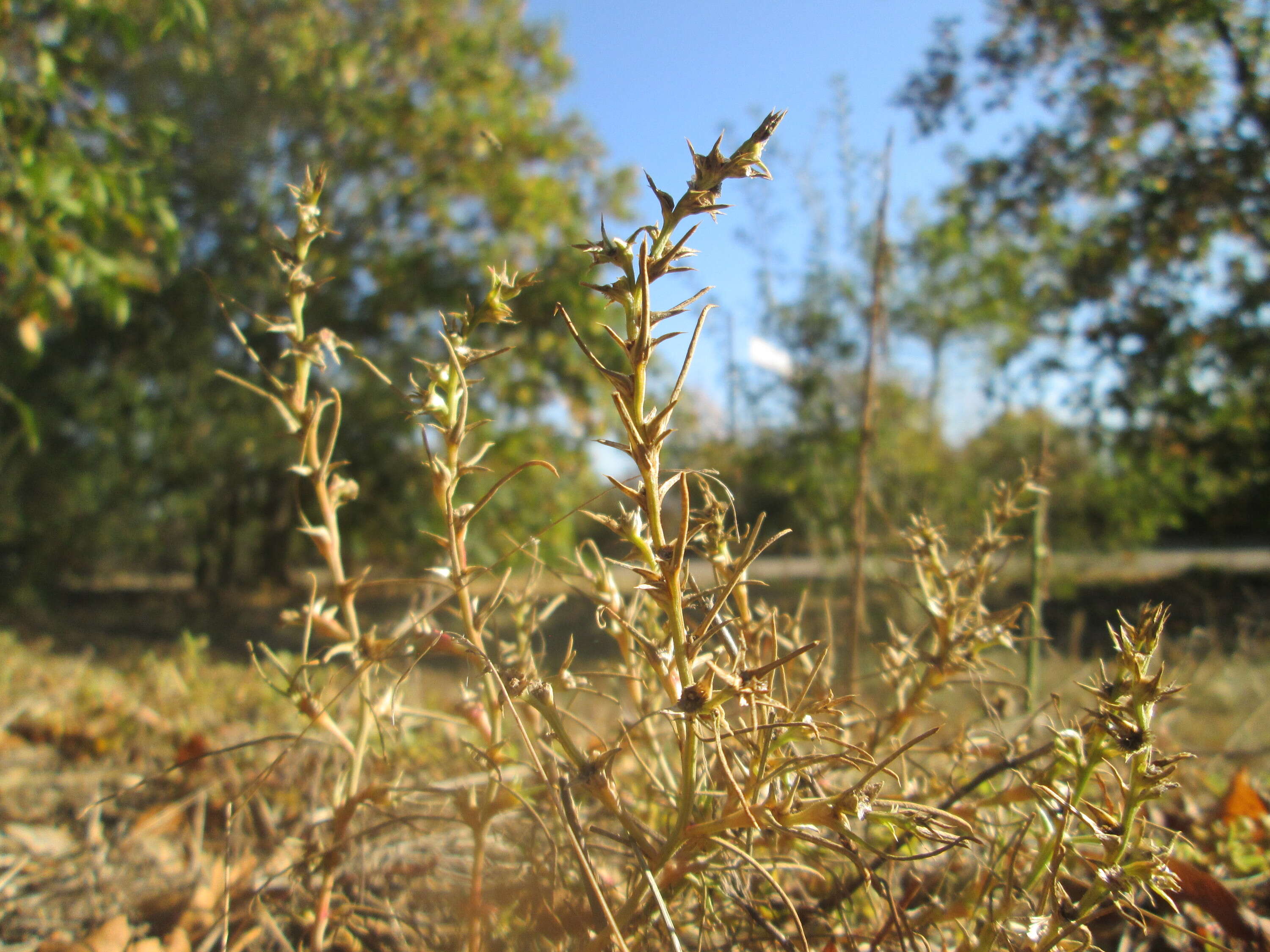 Image of Prickly Russian-Thistle