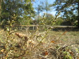 Image of Prickly Russian-Thistle