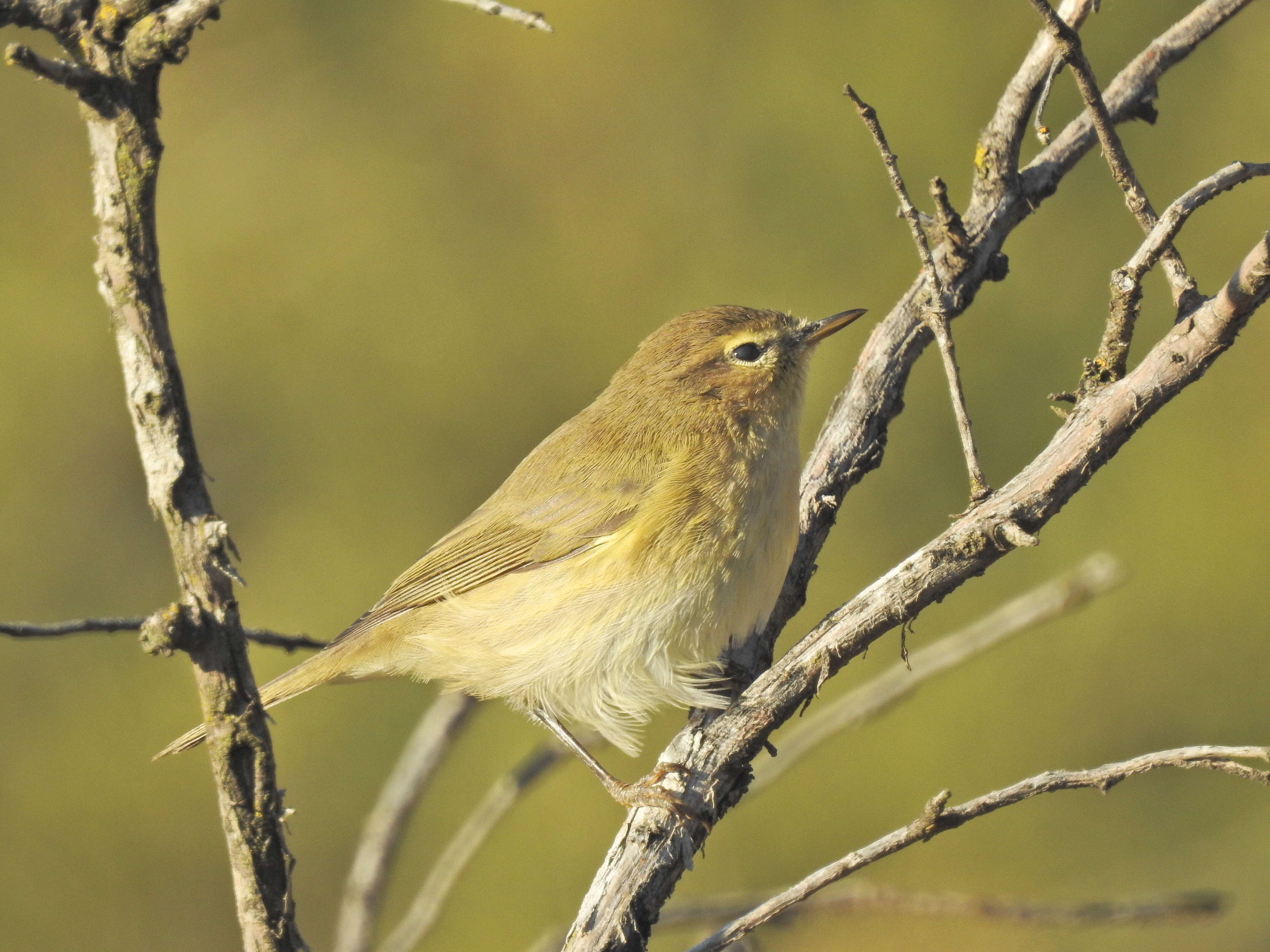 Image of Willow Warbler