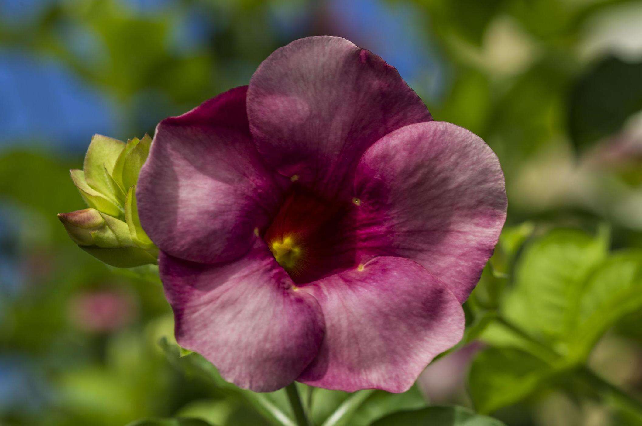 Image of purple allamanda