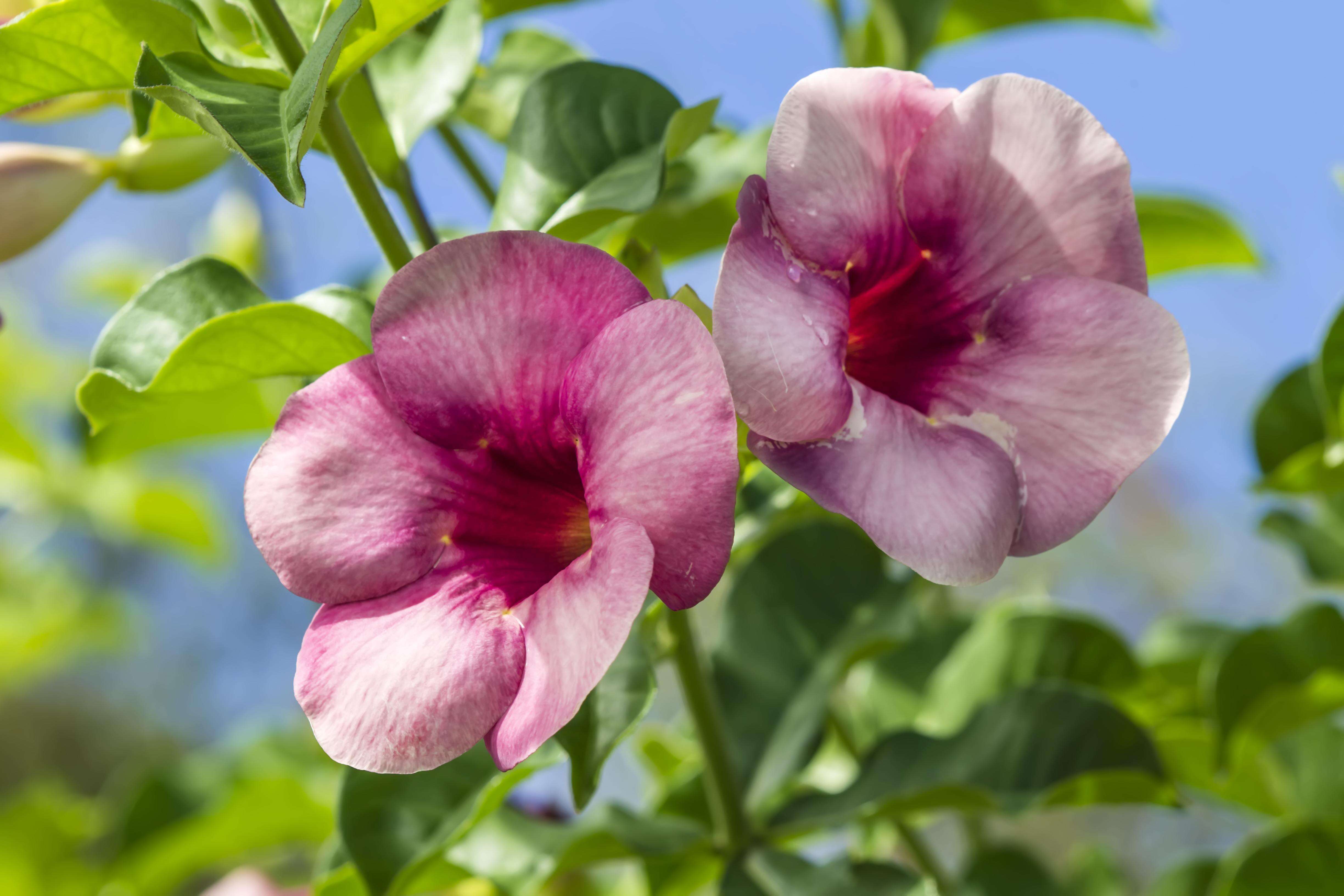 Image of purple allamanda