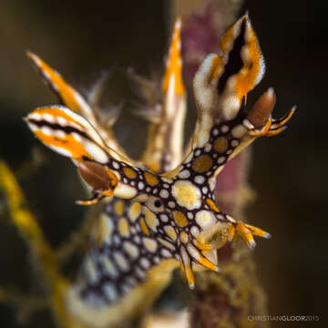 Image of Swimming nudibranch