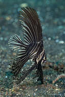 Image of Humpback batfish