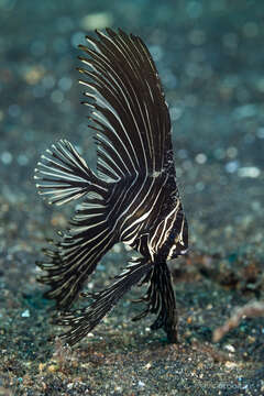 Image of Humpback batfish