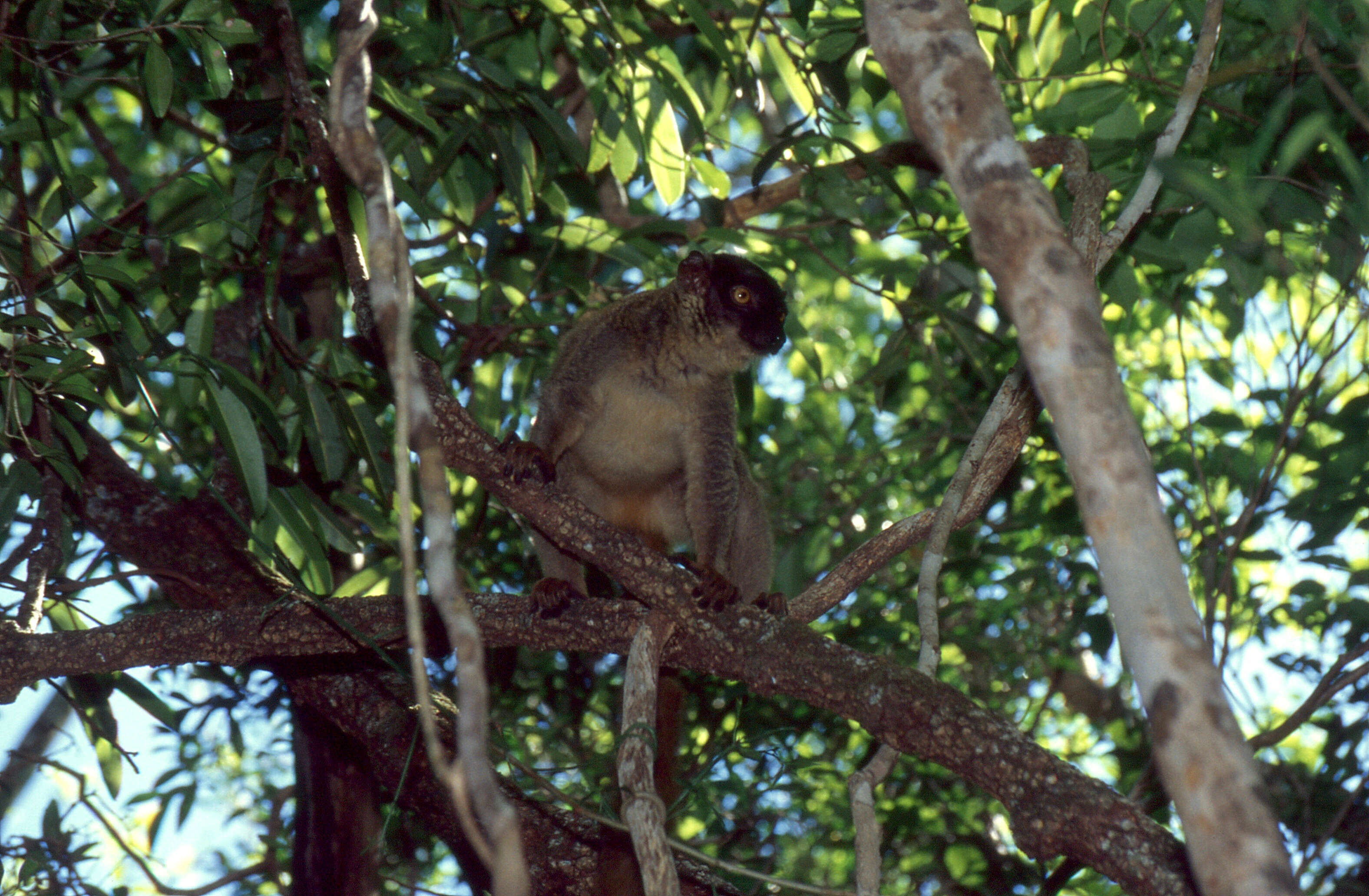 Image of brown lemur