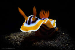 Image of Chromodoris annae Bergh 1877