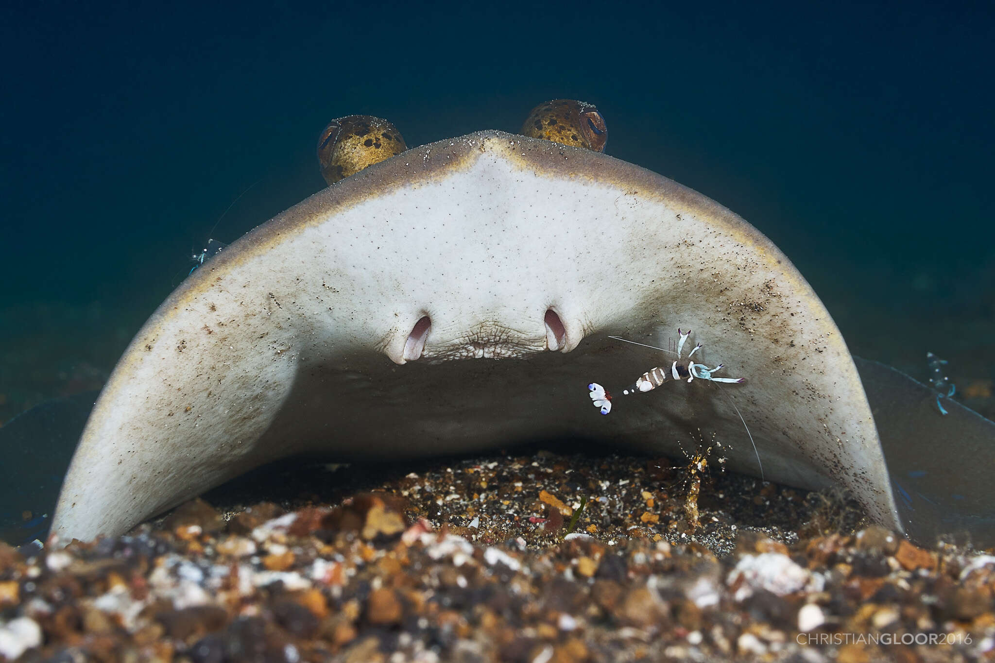 Image of Bluespotted Maskray