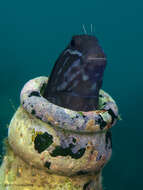 Image of Barred Blenny