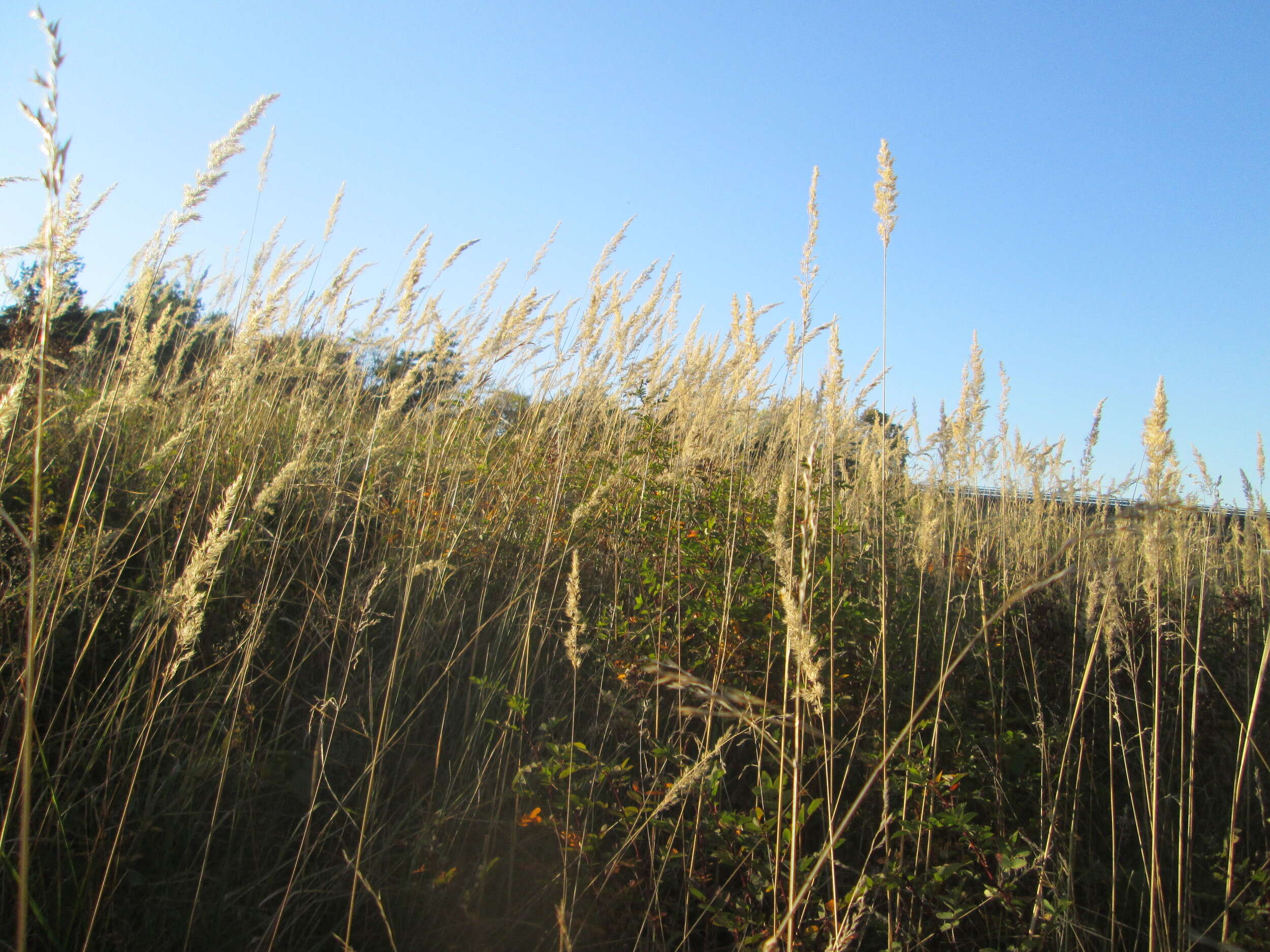 Imagem de Calamagrostis epigejos (L.) Roth