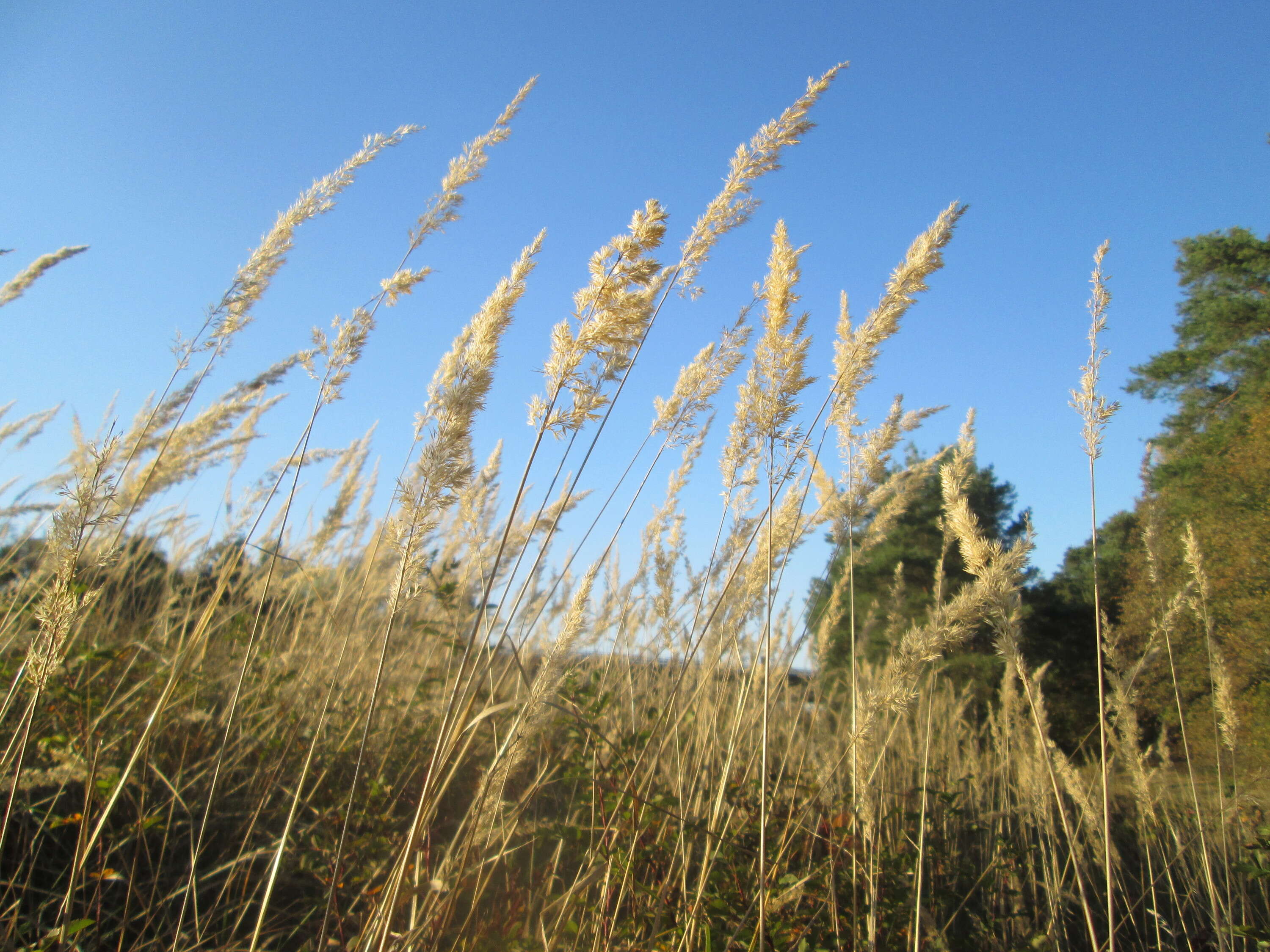 Imagem de Calamagrostis epigejos (L.) Roth