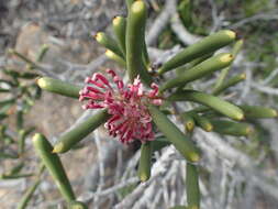 Image of pincushion tree