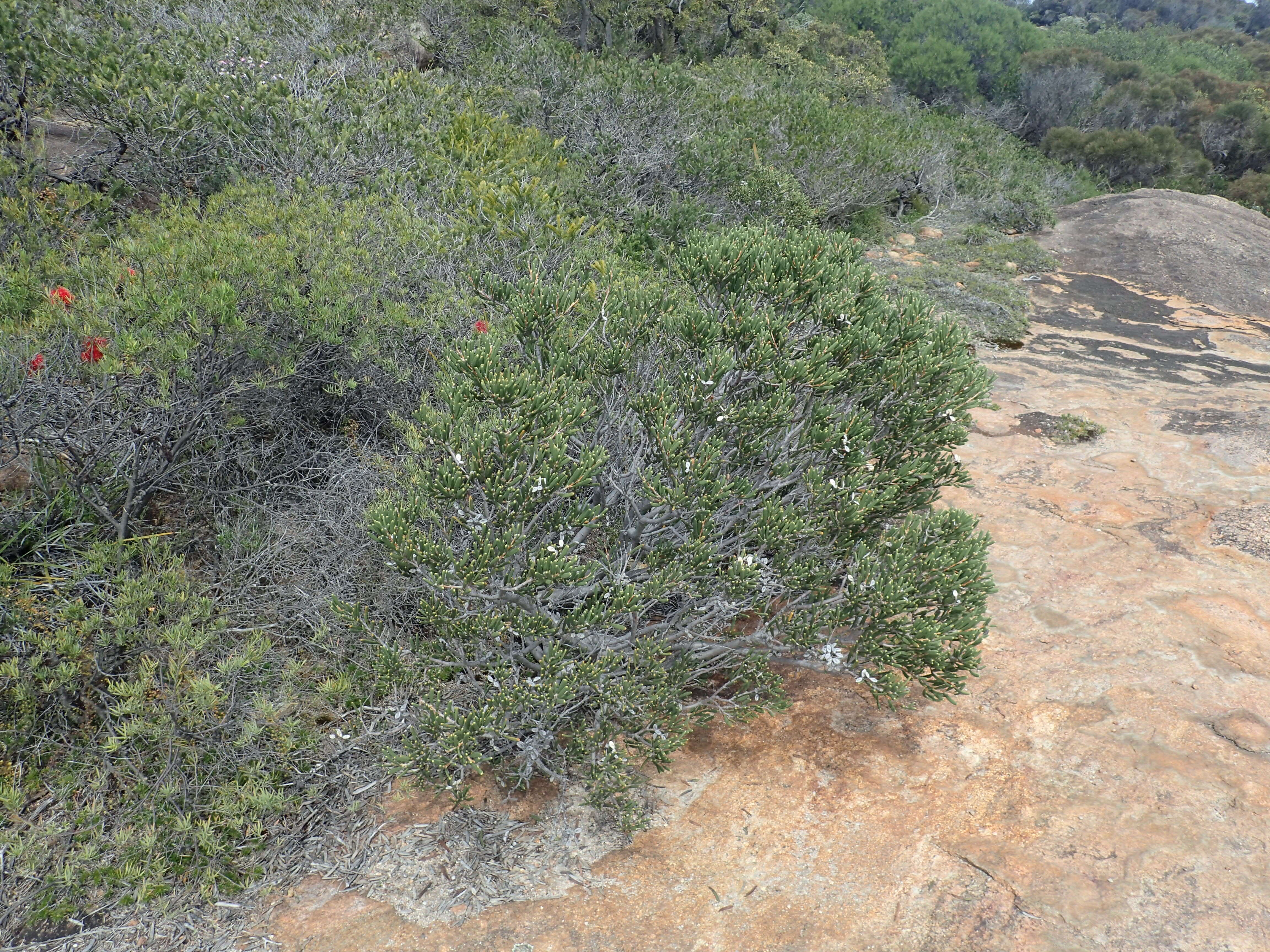 Image de Hakea clavata Labill.