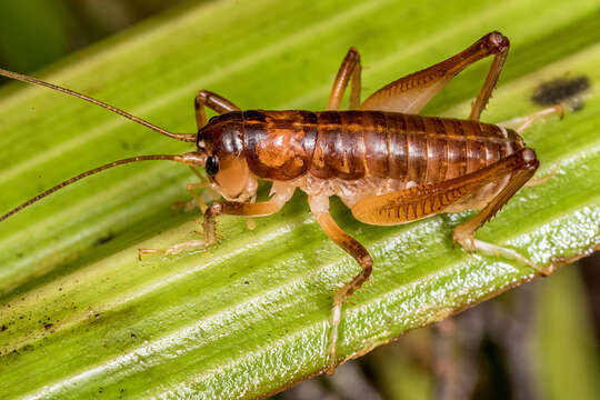 Image of Hemiandrus electra Taylor Smith, Morgan-Richards & Trewick 2013