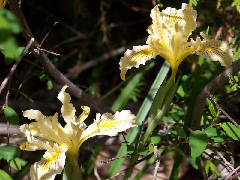 Imagem de Iris bracteata S. Watson