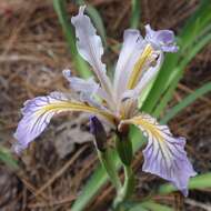 Image of rainbow iris