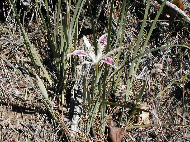 Image de Iris tenuissima Dykes