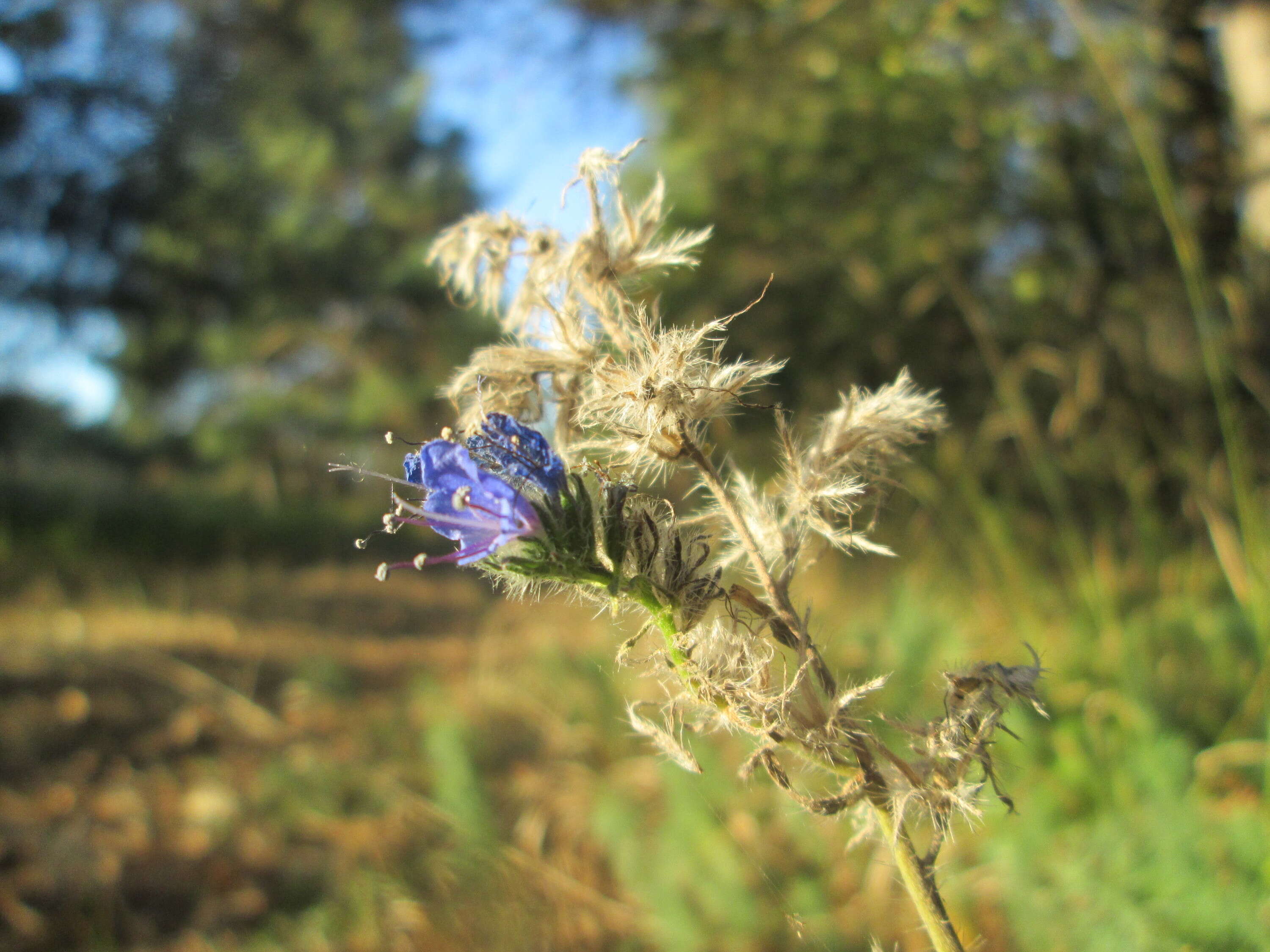 Imagem de Echium vulgare L.