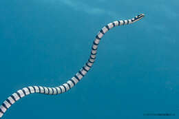 Image of Banded sea krait