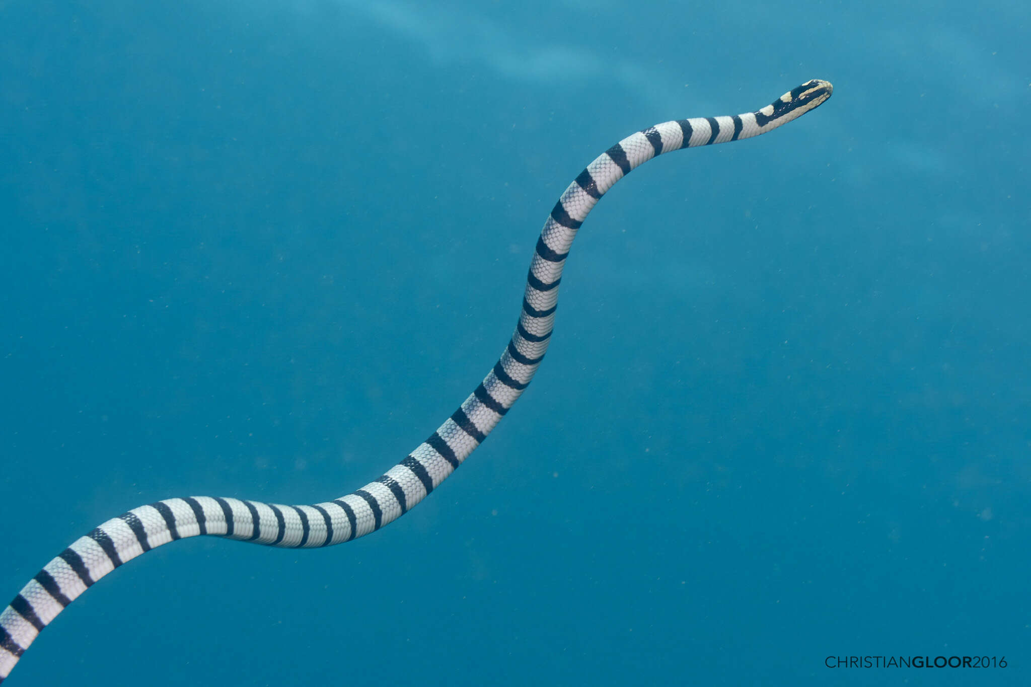 Image of Banded sea krait