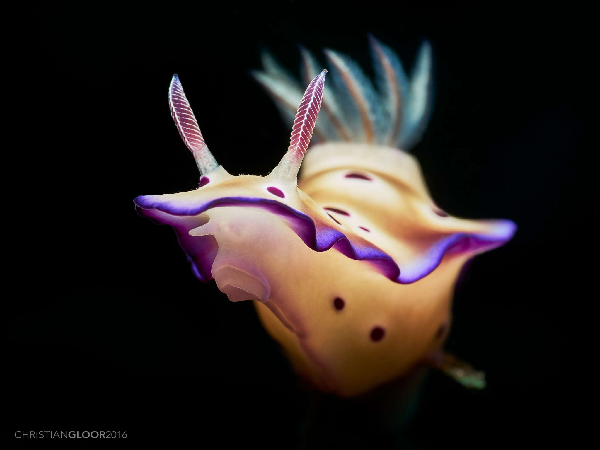 Image of Leopard head flapper slug