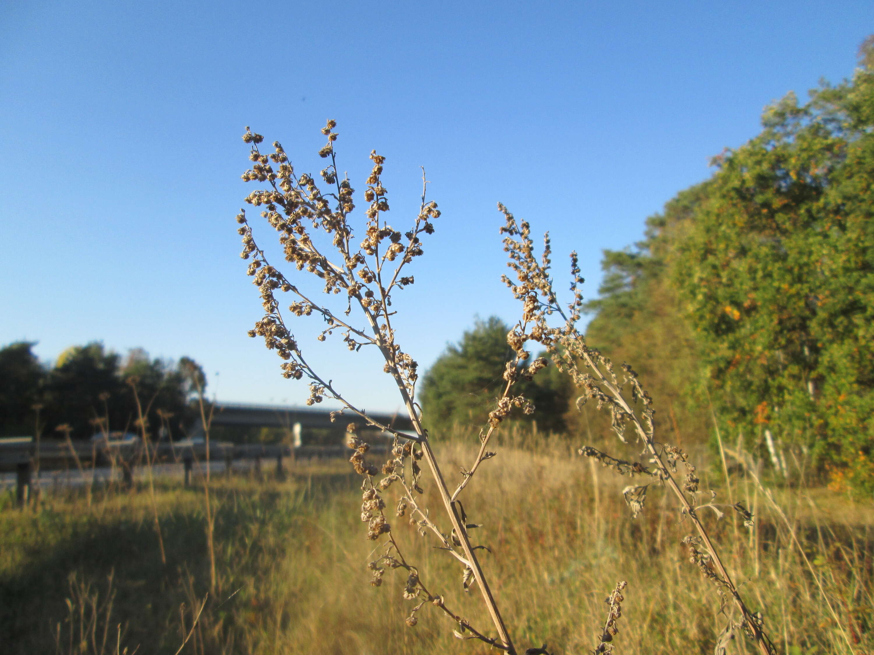 Image of absinthium