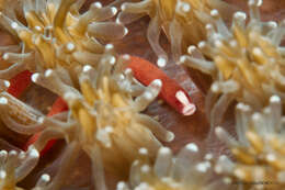 Image of Braun&#39;s pughead pipefish