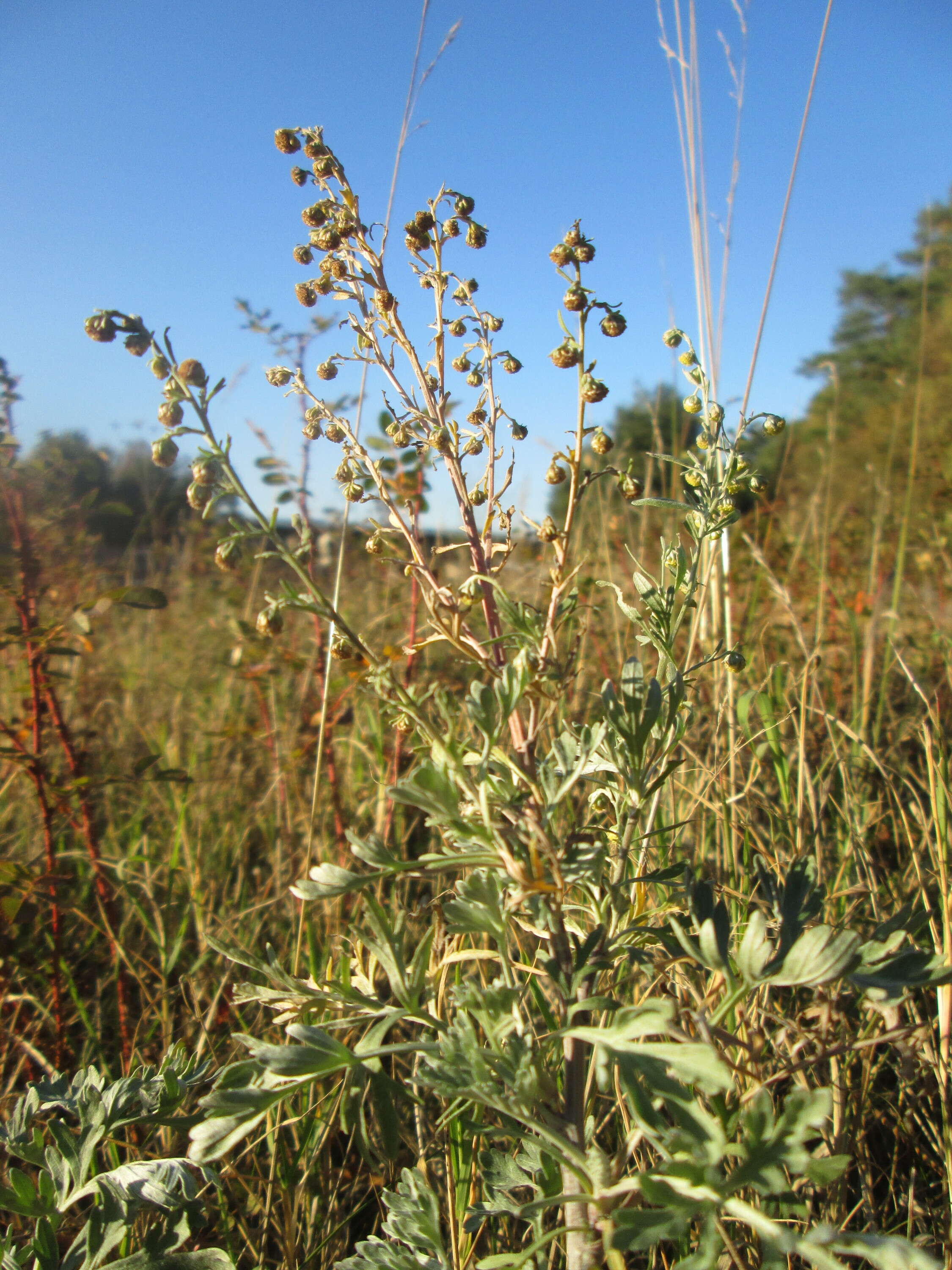 Image of absinthium