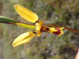 Image de Diuris picta J. Drumm.