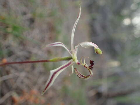 Image of Narrow-lipped Dragon Orchid