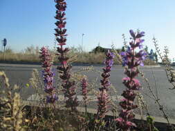 Imagem de Salvia nemorosa L.