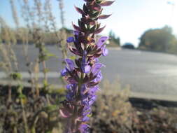 Imagem de Salvia nemorosa L.