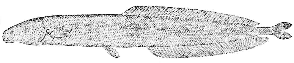 Image of Isichthys henryi Gill 1863