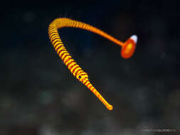 Image of Yellow banded pipefish