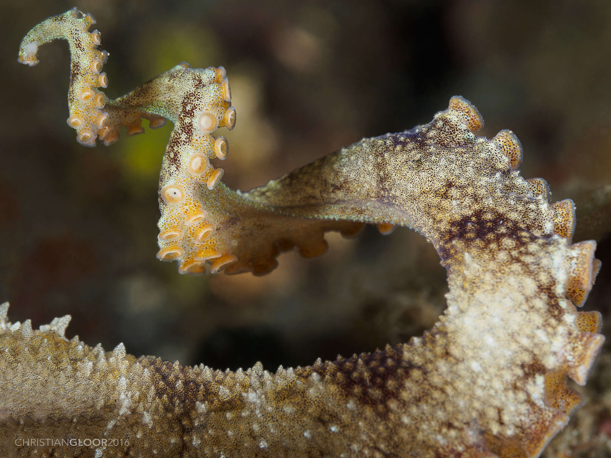 Image of Coconut shell octopus