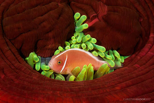 Image of Pink anemonefish