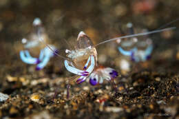 Image of Ancylomenes Okuno & Bruce 2010