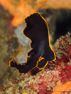 Image of Longfin batfish