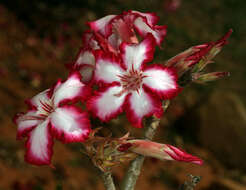 Image de Adenium obesum subsp. multiflorum (Klotzsch) G. D. Rowley