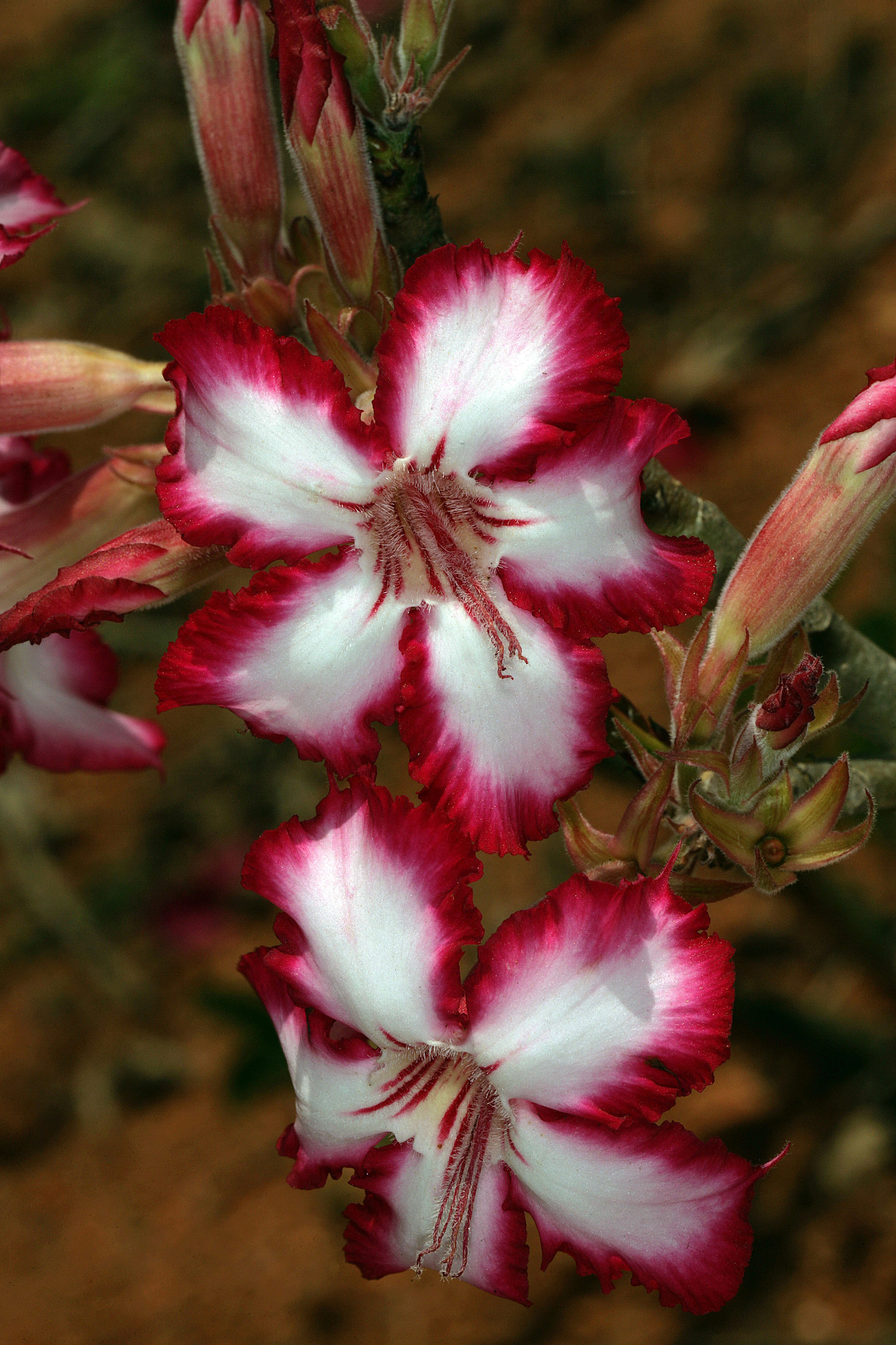 Image de Adenium obesum subsp. multiflorum (Klotzsch) G. D. Rowley