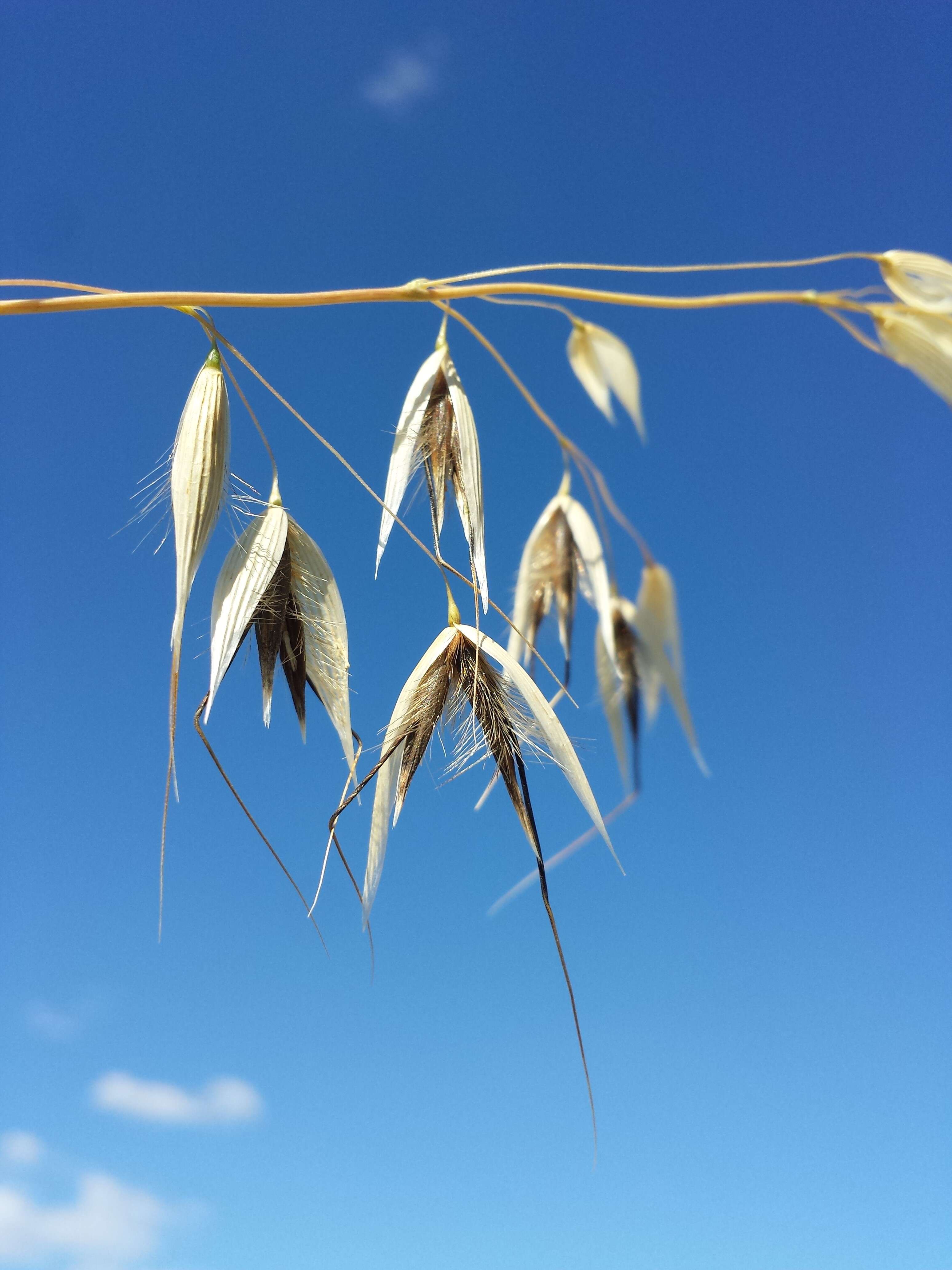 Image of wild oat