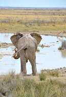 Image of African bush elephant