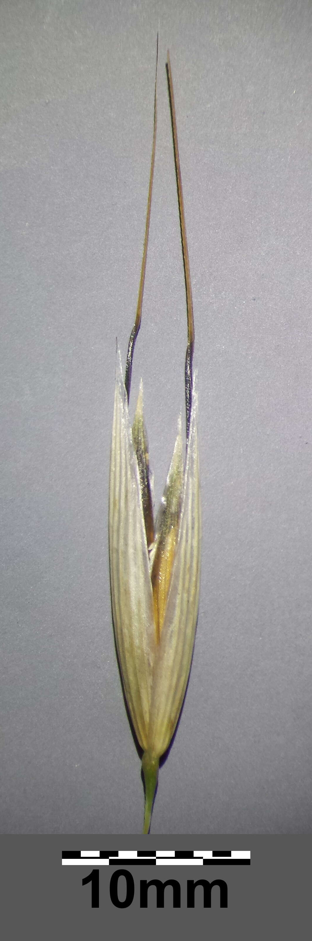 Image of wild oat